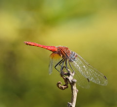 Aethriamanta nymphaeae