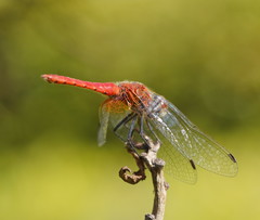Aethriamanta nymphaeae