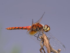 Aethriamanta nymphaeae