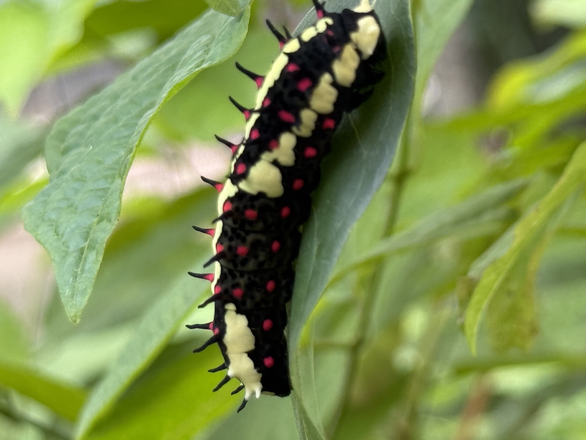 Common Mime