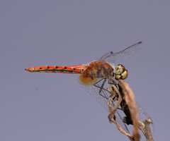 Aethriamanta nymphaeae