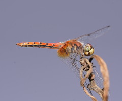 Aethriamanta nymphaeae