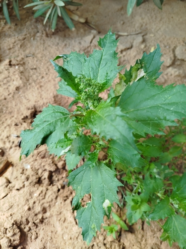 nettle-leaved goosefoot