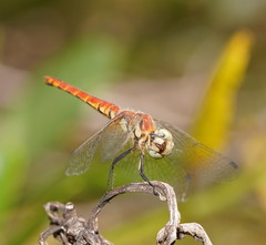 Aethriamanta nymphaeae