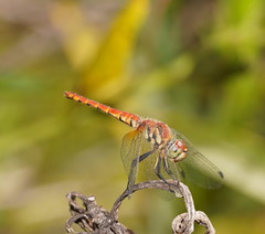 Aethriamanta nymphaeae