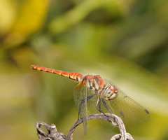 Aethriamanta nymphaeae