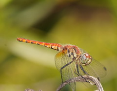 Aethriamanta nymphaeae