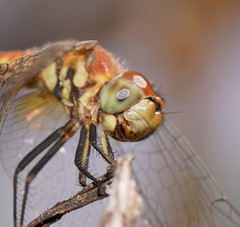 Aethriamanta nymphaeae