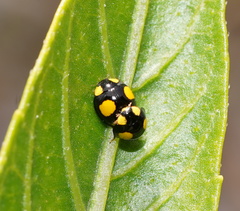 Oenopia guttata