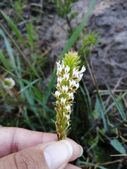 Hebenstretia repens