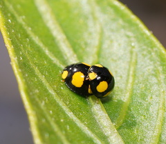 Oenopia guttata