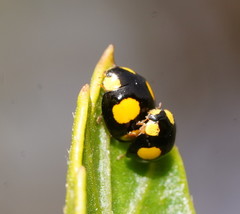 Oenopia guttata