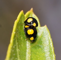 Oenopia guttata