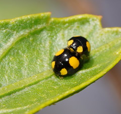Oenopia guttata