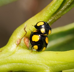 Oenopia guttata