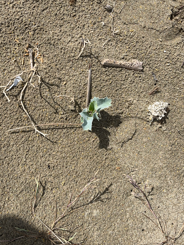 Stranddistel