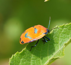Tectocoris diophthalmus