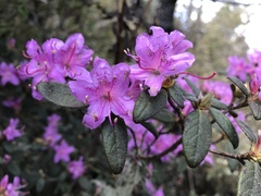 Rhododendron rubropilosum