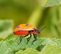Tectocoris diophthalmus