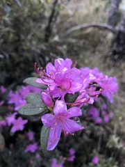 Rhododendron rubropilosum