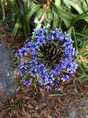 Scilla peruviana