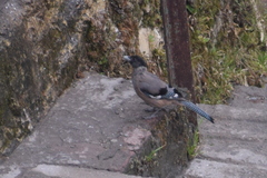 Garrulus lanceolatus