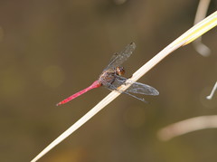 Orthetrum villosovittatum