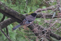 Garrulus lanceolatus