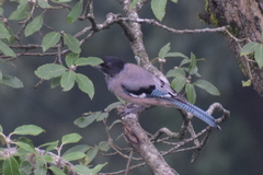 Garrulus lanceolatus