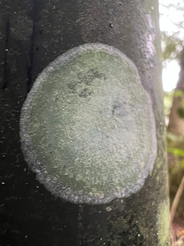 Cryptothecia striata