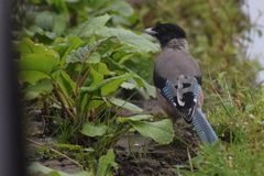 Garrulus lanceolatus
