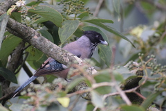 Garrulus lanceolatus
