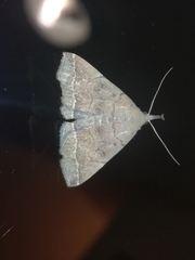 Pechipogo plumigeralis