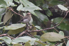 Ficedula superciliaris