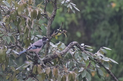 Garrulus lanceolatus