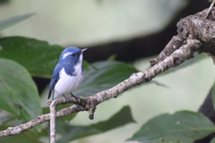 Ficedula superciliaris