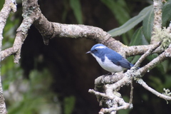 Ficedula superciliaris
