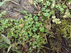 Hydrocotyle tripartita