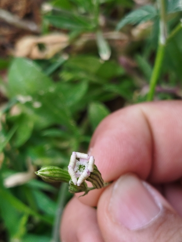 Silene secundiflora