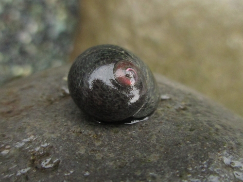 Monodonta neritoides