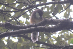 Pterorhinus albogularis