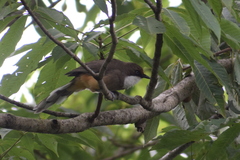 Pterorhinus albogularis