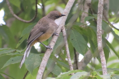 Pterorhinus albogularis