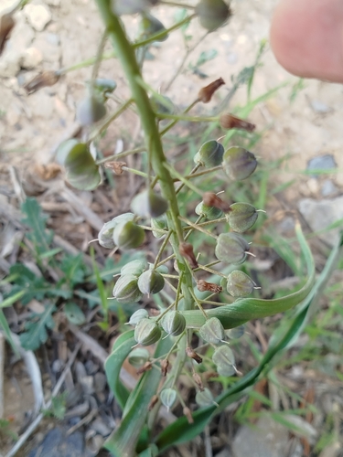 Tassel Hyacinth