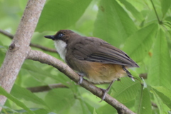 Pterorhinus albogularis