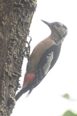 Dendrocopos himalayensis