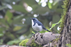 Ficedula superciliaris