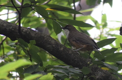 Pterorhinus albogularis