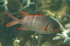 Myripristis violacea