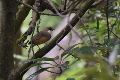 Pterorhinus albogularis